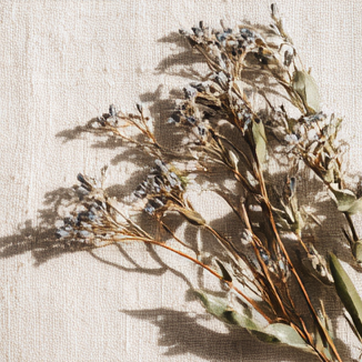 Dried botanical stems with small buds rest on textured linen, casting soft, sunlit shadows across the fabric.