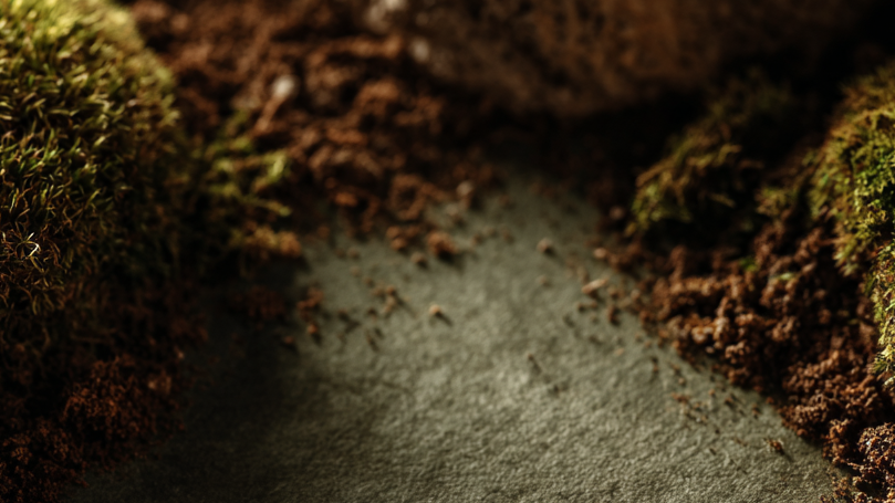 Close-up of textured earth and moss framing a soft, shadowed patch of ground in warm, natural light.