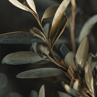 Close-up of muted green leaves on a branch, softly lit against a dark, blurred background.